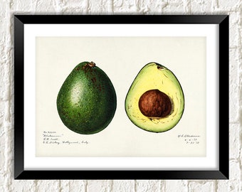 Avocado Print: Vintage Botanical Art Illustration