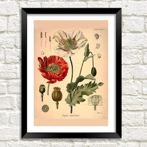 Puede incluir: Ilustraci&oacute;n bot&aacute;nica vintage de una flor de amapola roja y blanca con hojas verdes y vainas de semillas. La ilustraci&oacute;n est&aacute; etiquetada como "Papaver somniferum L." y "Papaveraceae".