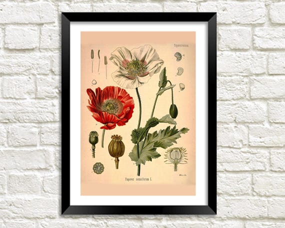 Opium Poppy Plant Print: Vintage Botanical Drug Plant Art Illustration