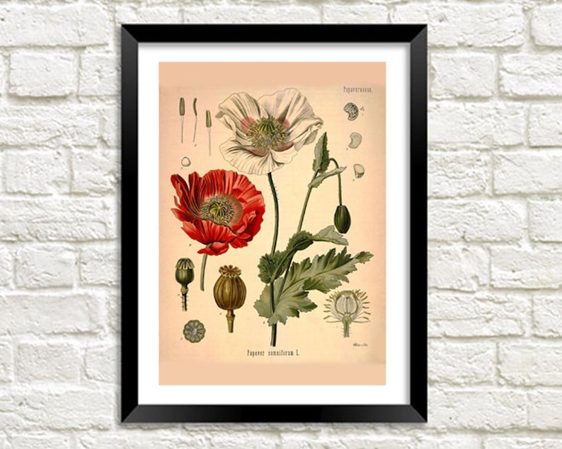 Puede incluir: Ilustraci&oacute;n bot&aacute;nica vintage de una flor de amapola roja y blanca con hojas verdes y vainas de semillas. La ilustraci&oacute;n est&aacute; etiquetada como "Papaver somniferum L." y "Papaveraceae".