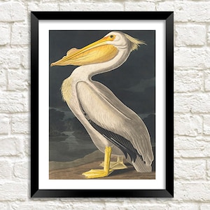 Vintage Pelican Print: Birds of America Art Illustration