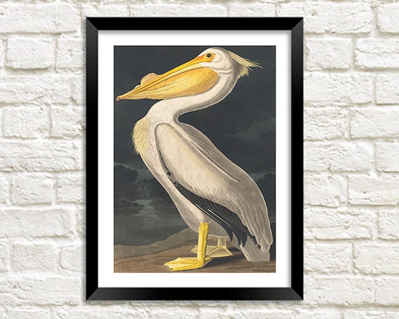 May include: A vintage illustration of a white pelican with a yellow beak and black markings on its wings. The pelican is standing on a branch against a dark background.