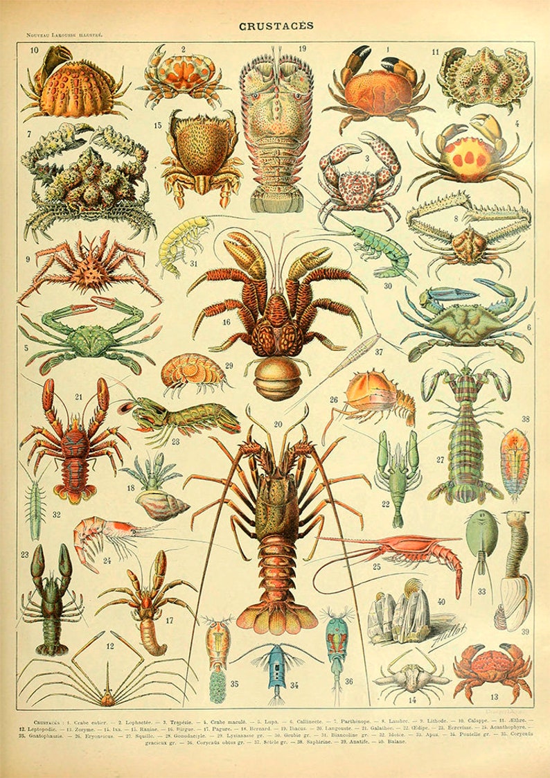 K&ouml;nnte beinhalten: Eine antike Lehrtafel, die verschiedene Krebstiere zeigt, darunter Krabben, Hummer, Garnelen und andere Meerestiere. Die Tafel ist mit "Crustaces" beschriftet und zeigt detaillierte Illustrationen jeder Art mit entsprechenden Nummern und Namen.