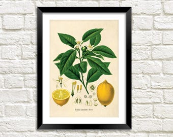 Lemon Print: Vintage Botanical Fruit Art Illustration