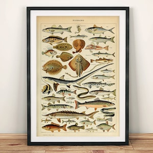 Fish Poster: Vintage Poissons Identification Art Illustration