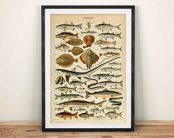 Fish Poster | Etsy