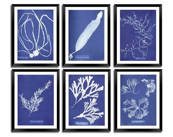 Cyanotype Prints: Vintage Blue Algae Botanical Art