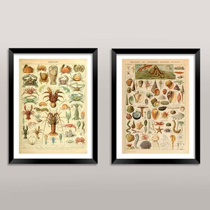 Op de afbeelding: Twee vintage ingelijste prints van illustraties van zeeleven. De linker print toont een verscheidenheid aan schaaldieren, waaronder krabben, kreeften en garnalen. De rechter print toont een verscheidenheid aan schelpen, zeesterren en andere zeedieren. Beide prints hebben een crèmekleurige achtergrond en zijn ingelijst in zwart.