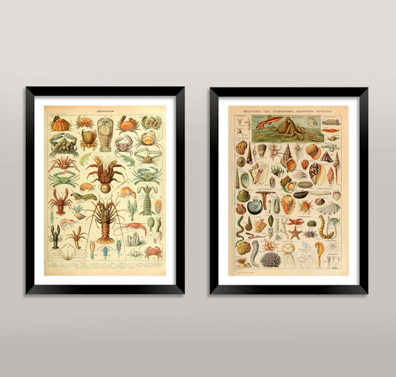 Mollusc and Crustacean Prints: Vintage Millot French Shellfish Sea Food Art Illustrations