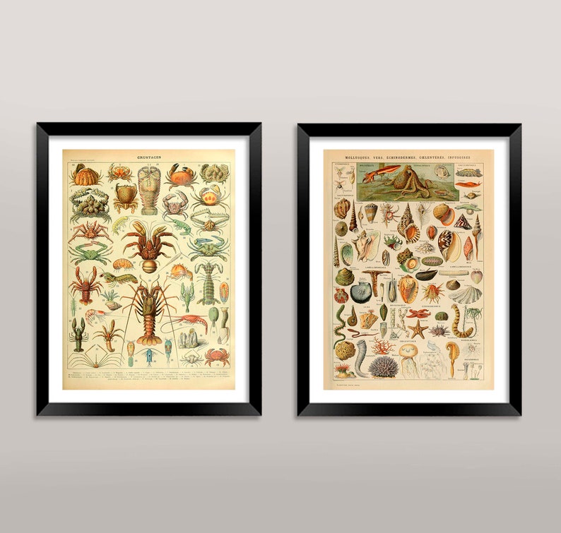 K&ouml;nnte beinhalten: Zwei Vintage-Rahmen mit Illustrationen von Meereslebewesen. Der linke Druck zeigt eine Vielzahl von Krebstieren, darunter Krabben, Hummer und Garnelen. Der rechte Druck zeigt eine Vielzahl von Muscheln, Seesternen und anderen Meerestieren. Beide Drucke haben einen cremefarbenen Hintergrund und sind in Schwarz gerahmt.