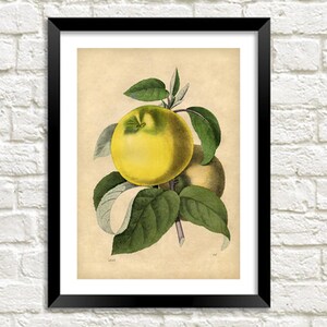 Stampe di mele e pere: illustrazioni artistiche di frutta botanica d'epoca