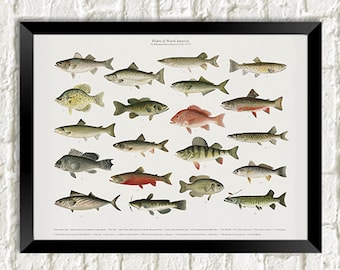 Fisch Poster: Vintage Fisch aus Nordamerika Poster Kunst Illustration