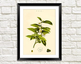 Tee Pflanze Poster: Vintage Botanische Kunst Illustration