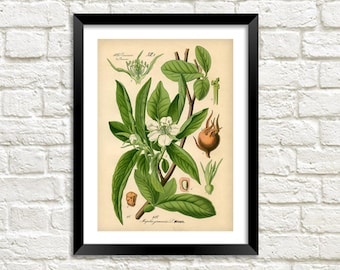 Onion Print: Vintage Vegetable Art Illustration