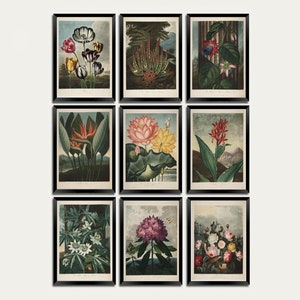 以下が含まれることがあります： チューリップ、ユリ、極楽鳥花など、さまざまな花や植物を描いた植物学的な版画8枚セット。版画は黒の額縁に収められており、ヴィンテージな雰囲気です。