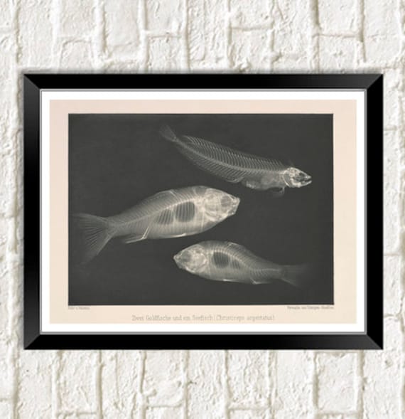 goldfish print vintage fish x ray art etsy