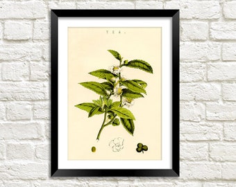 Tea Plant Print: Vintage Botanical Art Illustration