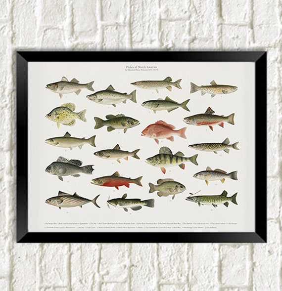 Fish Print: Vintage Fish of North America Poster Art Illustration