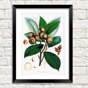 Oak Print: Vintage Botanical Acorn Tree Art Illustration