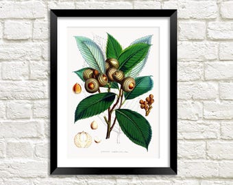 Ektryck: Vintage botanisk ekollonträdkonstillustration