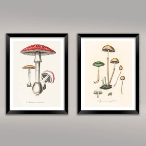 Mushroom Prints: Two Vintage Fungi Poster Art Illustrations