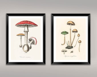 May include: Two framed prints of vintage botanical illustrations of mushrooms. The print on the left shows a red and white Amanita muscaria mushroom with a white stem and a white cap with red spots. The print on the right shows a group of brown and green mushrooms with the text "Agaricus semiglobata" at the bottom.