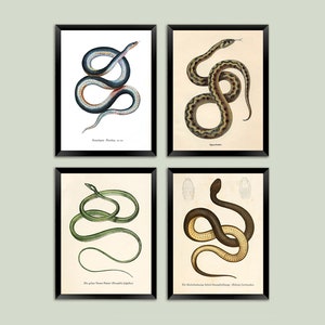 Schlangen Prints: Vintage Reptilien Illustrationen