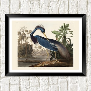 Louisiana Heron Print: Birds of America Art Illustration