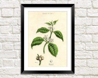 Kaffee Pflanze Poster: Vintage Botanische Kunst Illustration