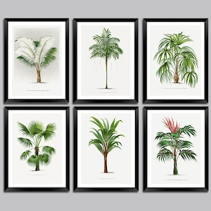 Palm Tree Prints: Vintage Illustrations of Palms, Wall Art