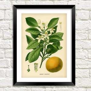 Orange Fruit Print: Vintage Botanical Art Illustration