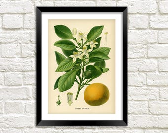 Stampa di frutta arancione: illustrazione d'arte botanica d'epoca