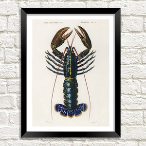 Crawfish Lobster and Crab Prints: Vintage Ocean Life Sea Theme Art