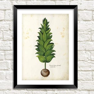 Bulb Plant Print: Vintage Botanical Art Illustrations