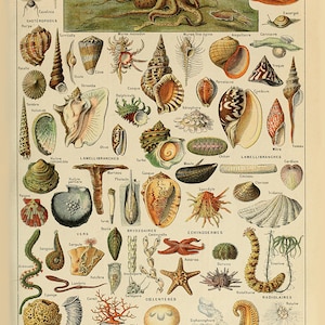 K&ouml;nnte beinhalten: Ein Vintage-Lehrtafel, die verschiedene Arten von Weichtieren, W&uuml;rmern, Stachelh&auml;utern, Nesseltieren und Infusorien zeigt. Die Tafel enth&auml;lt detaillierte Illustrationen jeder Kreatur, darunter ein Oktopus, eine Muschel, ein Seestern und eine Qualle. Die Tafel ist auf Franz&ouml;sisch beschriftet.