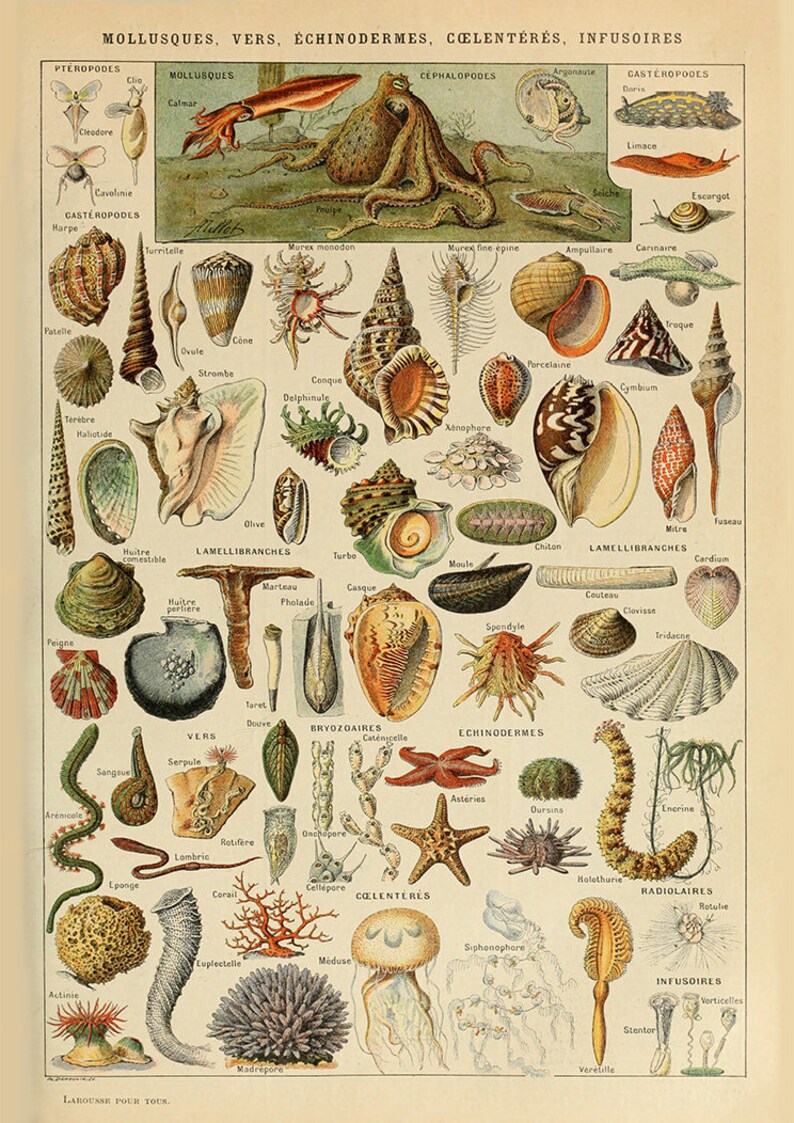 K&ouml;nnte beinhalten: Ein Vintage-Lehrtafel, die verschiedene Arten von Weichtieren, W&uuml;rmern, Stachelh&auml;utern, Nesseltieren und Infusorien zeigt. Die Tafel enth&auml;lt detaillierte Illustrationen jeder Kreatur, darunter ein Oktopus, eine Muschel, ein Seestern und eine Qualle. Die Tafel ist auf Franz&ouml;sisch beschriftet.