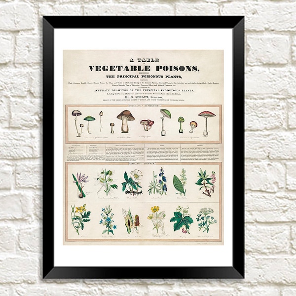 Poisonous Plants Print: Vintage Vegetable Poisons Poster Art Illustration
