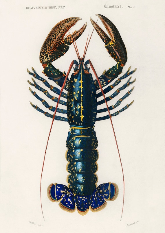 Ocean crawfish deals