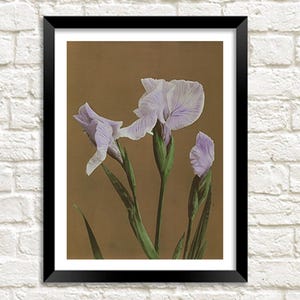 Iris Prints: Vintage Japanese Flower Art Illustrations
