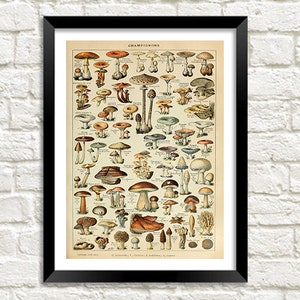 Mushrooms Print: Vintage Fungi Poster Art Illustration