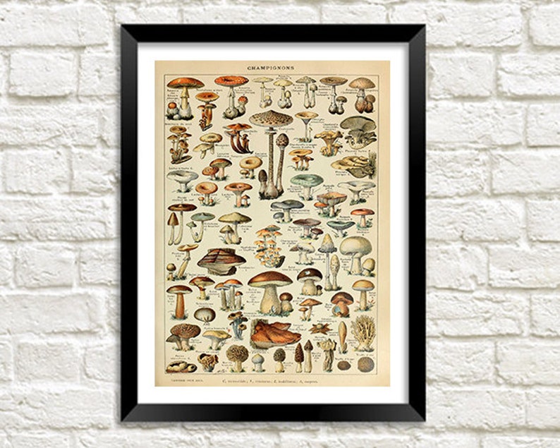 Mushrooms Print: Vintage Fungi Poster Art Illustration