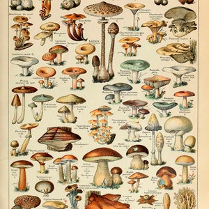 Mushrooms Print: Vintage Fungi Poster Art Illustration image 2