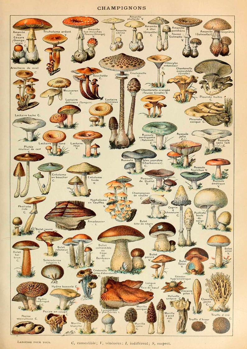 Mushrooms Print: Vintage Fungi Poster Art Illustration image 2