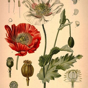 Puede incluir: Una ilustraci&oacute;n bot&aacute;nica de una planta de amapola, Papaver somniferum L., con flores blancas y rojas, hojas verdes y c&aacute;psulas de semillas. La ilustraci&oacute;n est&aacute; etiquetada con el nombre cient&iacute;fico y el nombre de la familia, Papaveraceae.