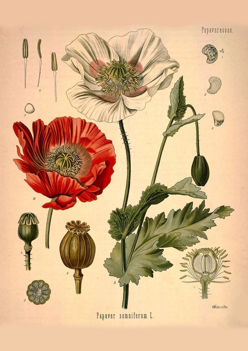 Puede incluir: Una ilustraci&oacute;n bot&aacute;nica de una planta de amapola, Papaver somniferum L., con flores blancas y rojas, hojas verdes y c&aacute;psulas de semillas. La ilustraci&oacute;n est&aacute; etiquetada con el nombre cient&iacute;fico y el nombre de la familia, Papaveraceae.