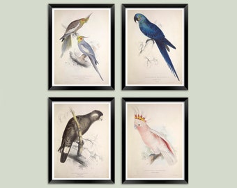 Impressions de perroquets : illustrations vintage d'art aquarelle de perruches