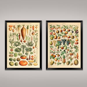 Stampa di frutta e verdura: illustrazioni artistiche di poster francesi vintage Millot