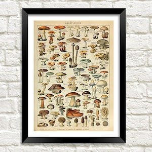 Mushrooms Print: Vintage Fungi Poster Art Illustration