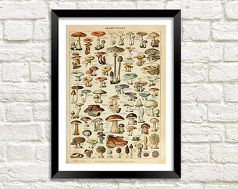 Pilze Print: Vintage Fungi Poster Kunst Illustration