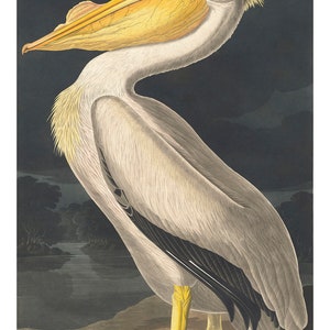 May include: A white pelican with a yellow beak and black wing feathers stands on a brown surface against a dark background.